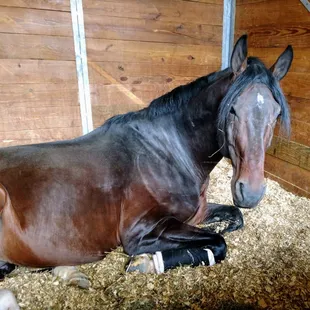 Derringer loves his stall!!