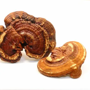 Reishi Mushroom whole, Ganodemum morifolium