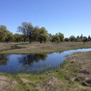 Vernal pools
