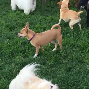 Cute fur babies