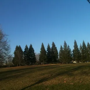Soccer fields with large redwoods for shade during summer games