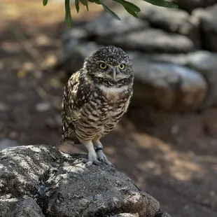 Burrowing owl