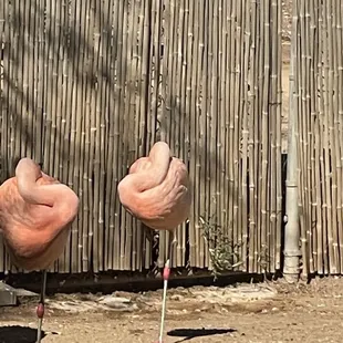Another beautiful day at our zoo!  Resting Chilean flamingoes