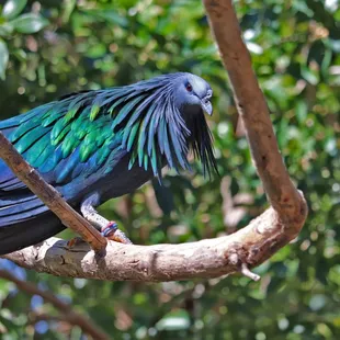 Nicobar Pigeon