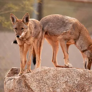 Coyote