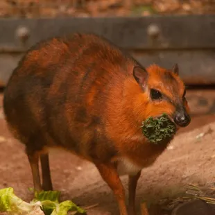 Chevrotain