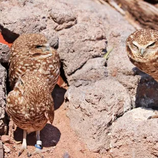 Burrowing Owl