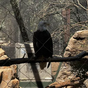 Bald Eagle