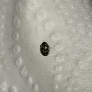 Beetle in my pho that they trues to call a fruit fly!!!