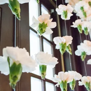 Hanging carnations