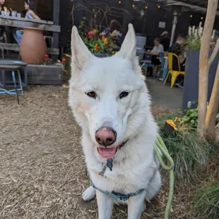 a white dog sitting on the ground