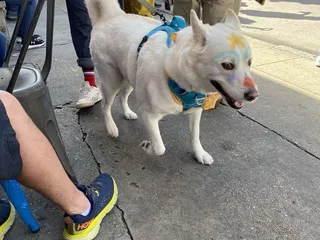 Barkus Parade