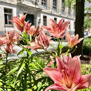 Piatt Park