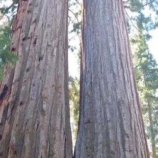 Close to Trail of 100 giants