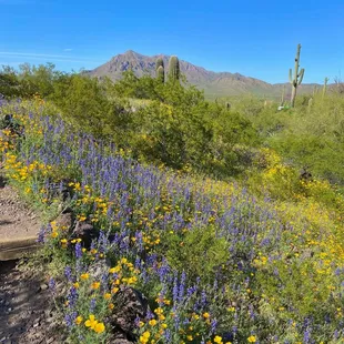 Wildflowers March 2023