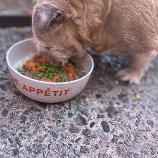 Pup,  ground beef stew
