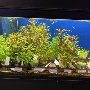 Potted plants for sale - gorgeous!