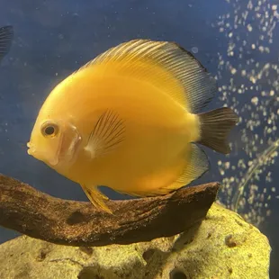 Discus for sale