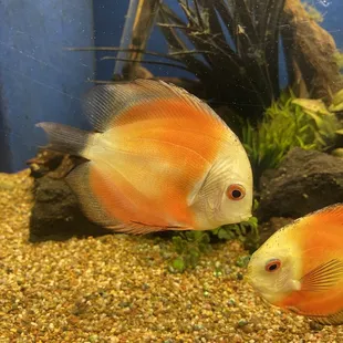 Discus for sale