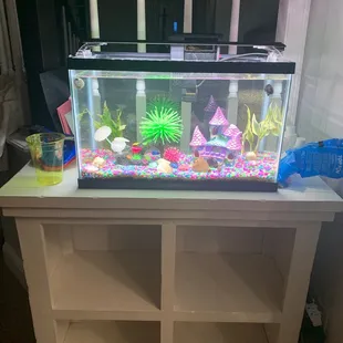 Snails in the top 2 corners and all this stuff we got for decoration