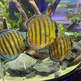 Discus display tank (nfs)