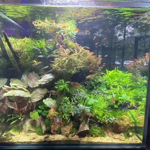 Display setup for sale