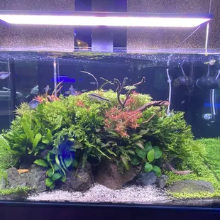 Display setup for sale: &quot;Chroma&quot;