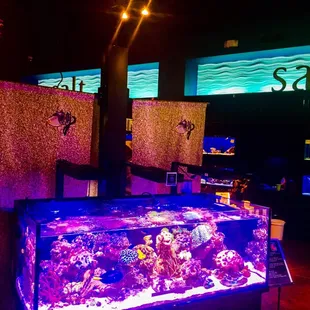Giant clams, jellyfish, live corals, Rays , and a mantis shrimp on temporary exhibit at this AMAZING store.