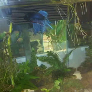 High quality, but expensive, Bettas.