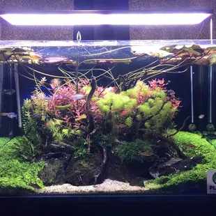 Aquascape tanks