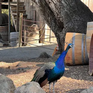 Peacocks walking around the grounds