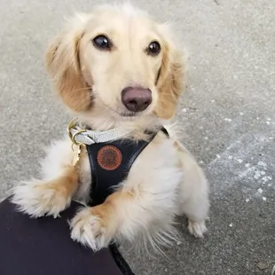 Cutie Pie, Celebrity Pup  IG: WatsonTheDox