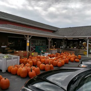 a lot of pumpkins