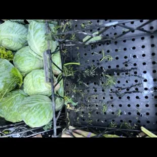 Another filthy produce bin!