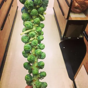 Wowza! They had the whole stalk for sale! Yeas!