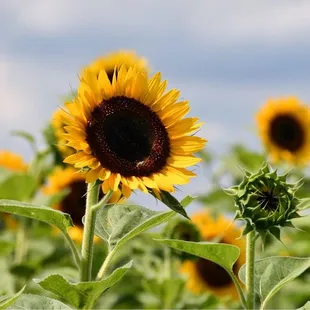 a field of sunflowers