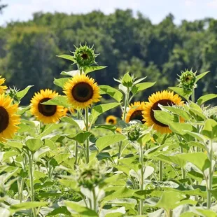 a field of sunflowers