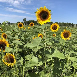 Sunflower field