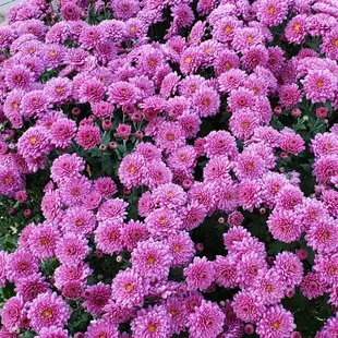 Beautiful mums