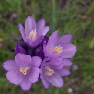 Brodiaea aka "blue dick"