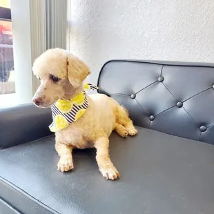 Pup clients can relax in our dog lounge after their groom. Our pup sofa gives the comfort of home for anxious dogs.