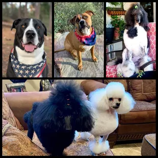 The Picture Perfect Mascots