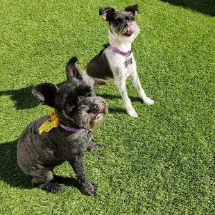 Perfectly coiffed pups!
