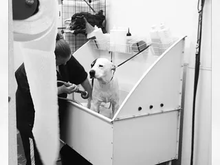 Got Dogs Grooming