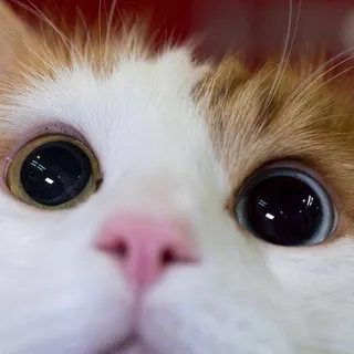 Suki B.