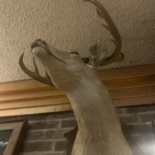 Buck