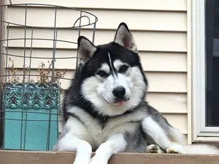 Nebraska No Kill Canine Rescue