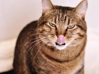 South Ridge Animal Clinic