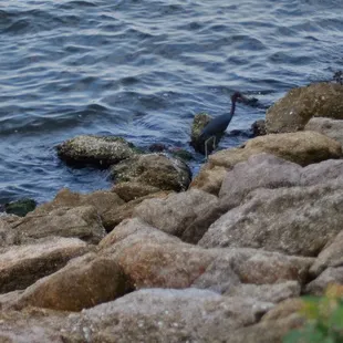 Rocket launches by the water