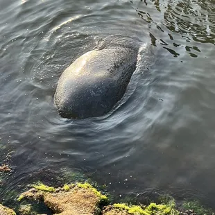 Manatee